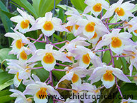 orchidtropical